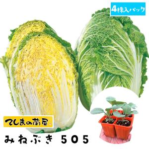 てしまの苗　ハクサイ苗　みねぶき505　　4株入りパック　白菜　葉菜苗