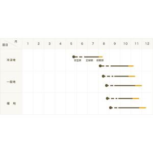 てしまの苗 ハクサイ苗 みねぶき505 4株入...の詳細画像3