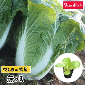 てしまの苗　ハクサイ苗  無双  　9cmポット　白菜　葉菜苗