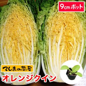 てしまの苗 ハクサイ苗 オレンジクイン 9cmポット 葉菜苗｜teshimanonaeya