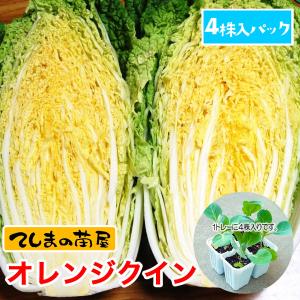 てしまの苗 ハクサイ苗 オレンジクイン 4株入りパック 葉菜苗｜teshimanonaeya