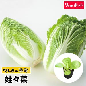 てしまの苗　ミニハクサイ苗　娃々菜　　9cmポット　白菜　葉菜苗