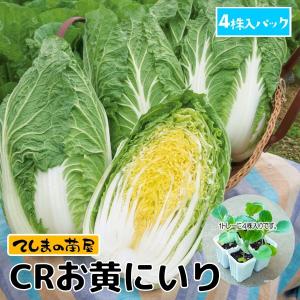 バイオ(ウイルスフリー)苗 紅はるか PVP登録品種 べにはるか