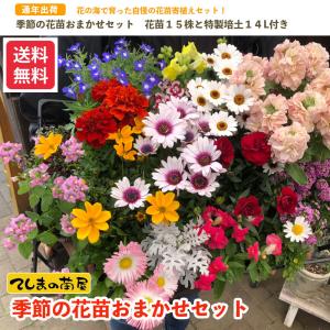 福袋花苗セット15株 花苗15株と培土1袋付き &lt;br&gt;品種指定はできません&lt;br&gt;送料無料※北海道、沖縄は送料1.000円加算