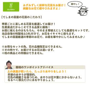 福袋花苗セット15株 花苗15株と培土1袋付き...の詳細画像1
