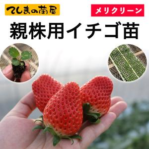 【春(3月−4月）納品】 メリクリーン親株用イチゴ苗 紅ほっぺ 恋みのり 夏のしずく あきひめ とちおとめ セル・ポット苗 生産依頼