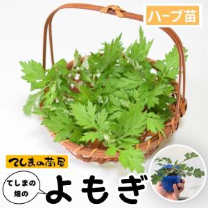 【てしまの苗】ハーブ苗　ヨモギ　実生苗　9cmポット