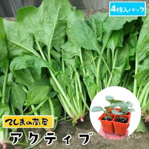 てしまの苗 ホウレンソウ苗 アクティブ 4株入りパック 葉菜苗 人気