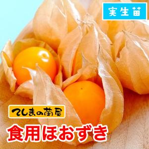 てしまの苗 キャンディーランタン 食用ほおずき 9cmポット