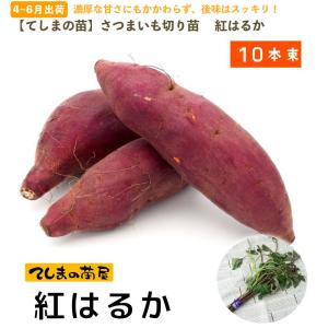 てしまの苗 さつまいも苗(イモヅル) 紅はるか...の詳細画像1