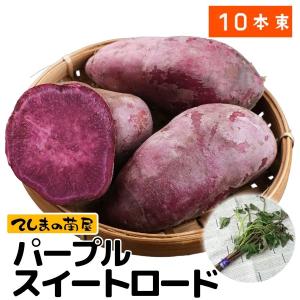 てしまの苗 さつまいも苗（イモヅル） パープルスイートロード1束10本入り サツマイモ