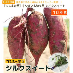 てしまの苗 さつまいも苗(イモヅル) シルクス...の詳細画像1
