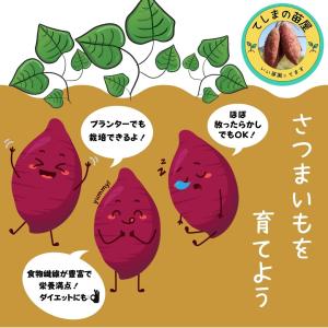 てしまの苗 さつまいも苗(イモヅル) シルクス...の詳細画像3