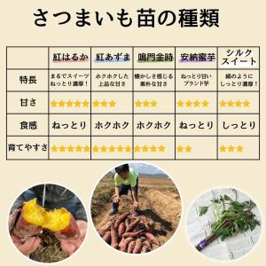 てしまの苗 さつまいも苗(イモヅル) シルクス...の詳細画像4