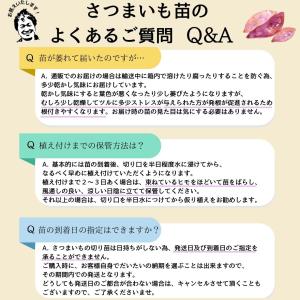 てしまの苗 さつまいも苗(イモヅル) シルクス...の詳細画像5
