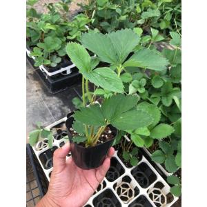 秋植えイチゴ苗 恋みのり 9cmポット 人気の詳細画像1