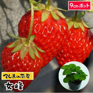 てしまの苗　イチゴ苗 女峰　9ｃｍポット 人気