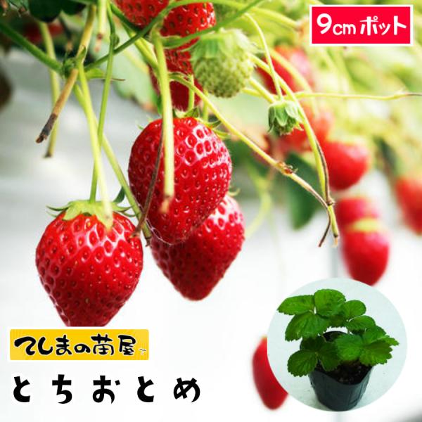 てしまの苗 イチゴ苗 とちおとめ 6-9cmポット 人気