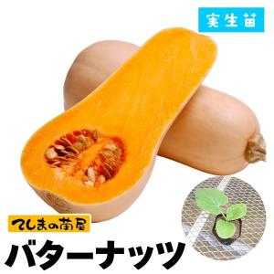 てしまの苗 カボチャ苗 バターナッツ 実生苗 野菜苗 9cmポット 人気