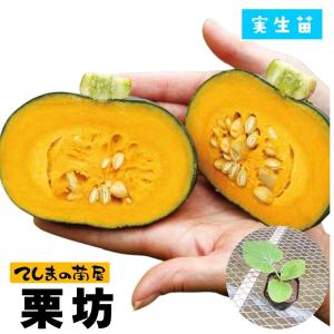 てしまの苗 カボチャ苗 栗坊 実生苗 野菜苗 9cmポット 人気