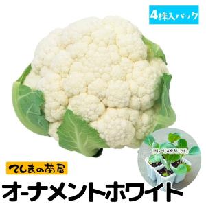 てしまの苗　カリフラワー苗　ブライダル　4株入りパック　葉菜苗　　人気