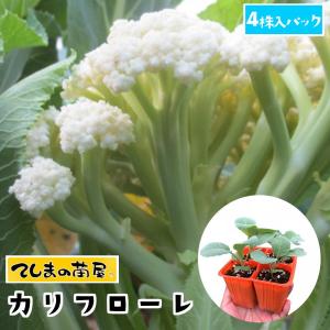 てしまの苗 カリフラワー苗 カリフローレ 4株入りパック 葉菜苗 人気