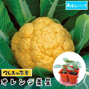てしまの苗　カリフラワー苗　オレンジ美星　4株入りパック　葉菜苗　　人気