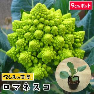 てしまの苗　カリフラワー苗　ロマネスコ　9cmポット　葉菜苗　　人気