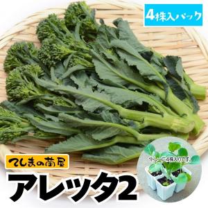 【てしまの苗】ケールブロッコリー苗 アレッタ2 ...の商品画像