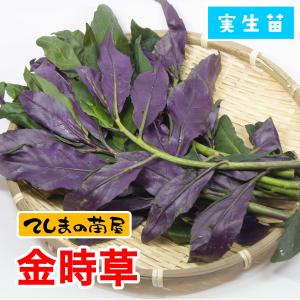 てしまの苗 金時草 9cmポット 実生苗 野菜苗