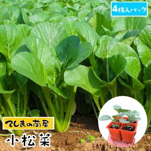 てしまの苗　コマツナ苗　小松菜　　4株入りパック