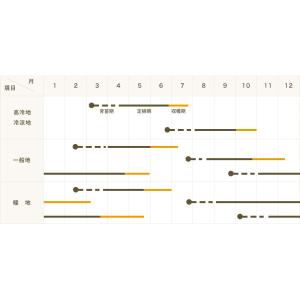 てしまの苗 キャベツ苗 金系201号 4株入り...の詳細画像3