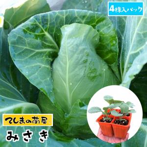 てしまの苗 キャベツ苗　みさき　4株入りパック　葉菜苗