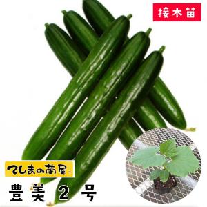 てしまの苗　キュウリ　豊美2号　断根接木苗　野菜苗　9ｃｍポット　人気