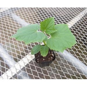 てしまの苗 キュウリ シャキット 断根接木苗 ...の詳細画像1