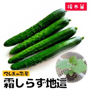 【てしまの苗】キュウリ苗　霜しらず地這　9ｃｍポット　断根接木苗