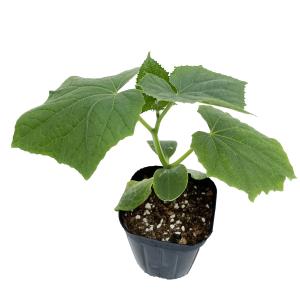【てしまの苗】キュウリ苗 霜しらず地這 9cm...の詳細画像1