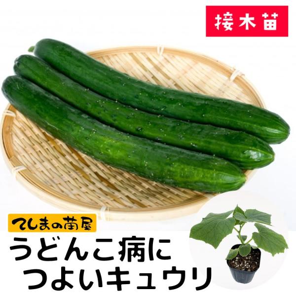 てしまの苗 キュウリ苗 うどんこ病につよいキュウリ 断根接木苗 野菜苗 9cmポット 野菜苗 人気