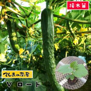 てしまの苗　キュウリ苗　Ｖロード　断根接木苗　野菜苗　9cmポット人気