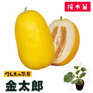 接木スイカ苗　祭ばやし777　35本 てしまの苗 スイカ苗 祭ばやし777 断根接木苗 野菜苗 9cmポット 人気