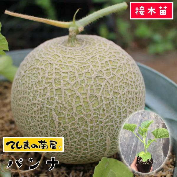 てしまの苗 メロン苗 パンナ 断根接木苗 野菜苗 9cmポット 人気