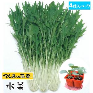てしまの苗　ミズナ苗　水菜　4株入りパック 葉菜苗
