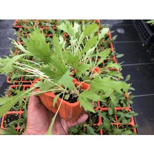 てしまの苗 ミズナ苗 水菜 4株入りパック 葉...の詳細画像1