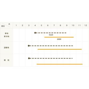 てしまの苗 ミズナ苗 水菜 4株入りパック 葉...の詳細画像3