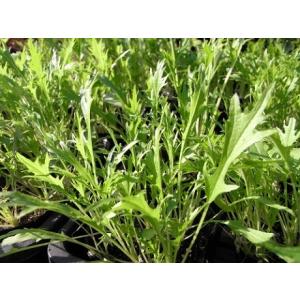 てしまの苗 ミズナ苗 水菜 4株入りパック 葉...の詳細画像4