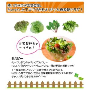 てしまの苗 ミズナ苗 水菜 4株入りパック 葉...の詳細画像5