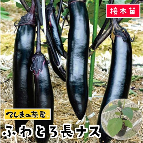 てしまの苗 ナス苗 ふわとろ長ナス 断根接木苗 野菜苗 9cmポット