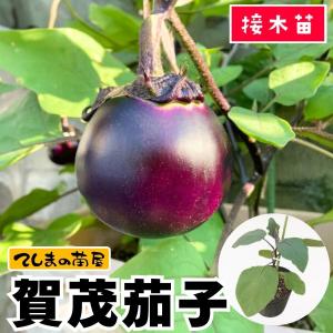てしまの苗　ナス苗 丸ナス 賀茂茄子 断根接木苗　野菜苗