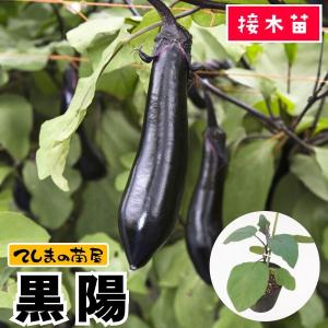 てしまの苗 ナス苗 黒陽 断根接木苗 野菜苗 9cmポット 人気 野菜苗