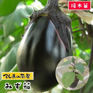 てしまの苗 ナス苗 水ナス みず茄 断根接木苗 野菜苗 9cmポット 人気